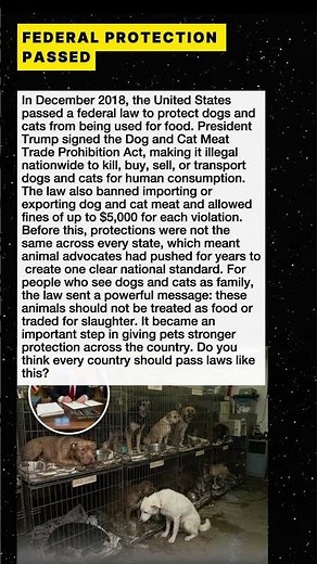 U.S. Law Protects Dogs And Cats From The Meat Trade #Shorts #AnimalJustice