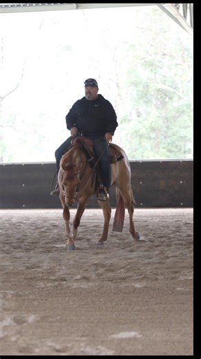 2.5K views · 49 reactions | TuffRock EJF is our go-to for supporting the healthy growth and development of young horses. It helps maintain strong joints, tendons, and bones as they mature and start their training journey. Yeti’s been thriving on it — looking strong, sound, and ready for the future  | Sainsbury Performance Horses | Facebook