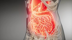 Human Digestive System Parts Functions Stock Motion Graphics SBV-336858758 - Storyblocks