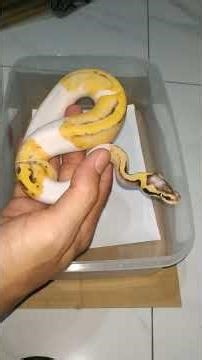 Ball Python Super Pastel Pied Soldout