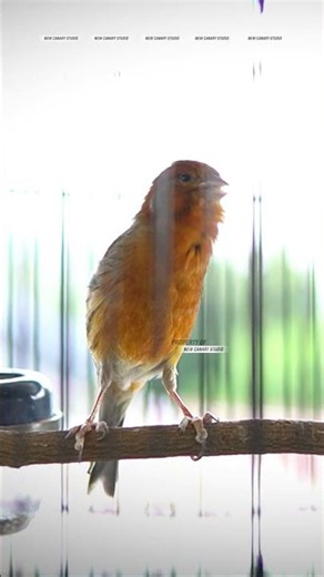 CANARY SONGBIRD #CANARY #CANARYSONGBIRD #CANARY #KENARI 14