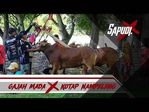 KOLABORASI KOTAP NAMPELENG Ft GAJAH MADA DI LAPANGAN TAJJEN | KARAPAN SAPI PULAU SAPUDI 14-05-2026