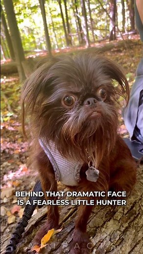 Brussel Griffon: The Dog with A Human Face