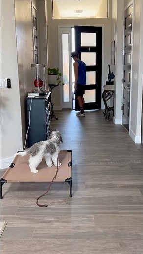 16 Week Cockapoo Crushes the Doorbell Challenge! 🔔#shorts