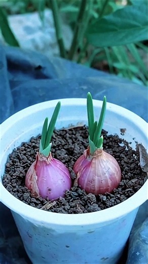 Cara Mudah Menumbuhkan Akar & Daun Bawang Merah di Rumah!