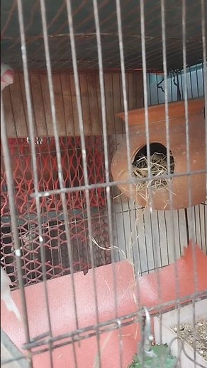 জাভা পাখি || java bird #shorts #viralshorts #youtubeshorts #birds #javabird #javasparrow #beauty