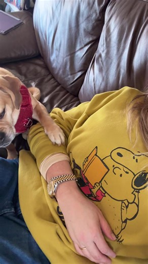 Attention-Seeking Puggle Moments