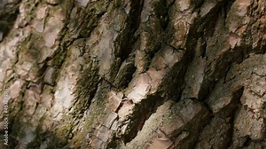Closeup view 4k stock video footage of real organic texture of willow tree bark. Sun light grey shadows of leaves isolated on brown bark making delicate patterns on trees surface. Abstract background
