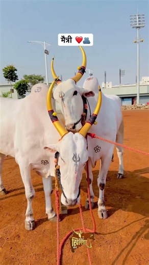 The golden jewel of Maharashtra