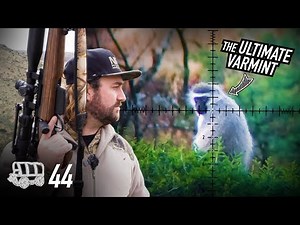 No Mercy for the Grey Menace: Hunting the Ultimate Varmint | The Oxwagon Diaries, pt.44