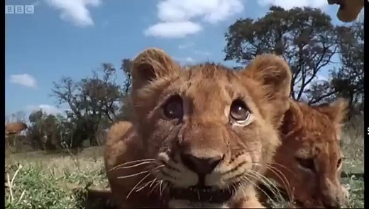 How Fast Can a Lion Run? Learn the Full Story