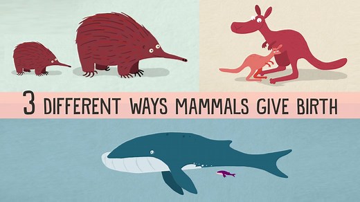 The (sometimes bizarre) birth methods of mammals: | TED-Ed