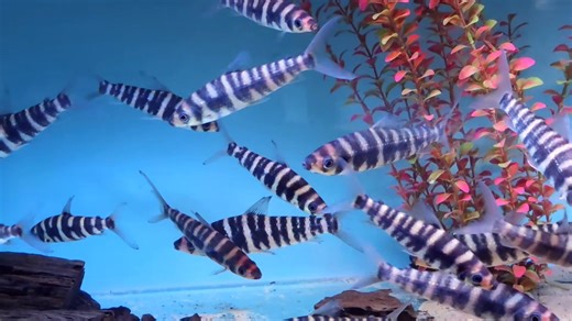 Nice and chunky banded leporinus 💛🧡🖤 | Pier Aquatics