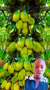 5.5K views · 65 reactions |  another unbelievable method on how to grow any tree or fruit of your choice without spending a dime #facebookviralvideo2025fypシviral #facebookreels #obianujureacts | Obianuju peace page | Facebook