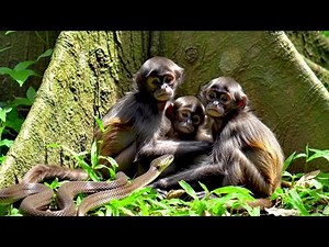 Newborn baby monkey attacked by snake - Snake near baby monkey - Baby monkey vs snake real moment