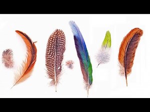 feather-noun ASL