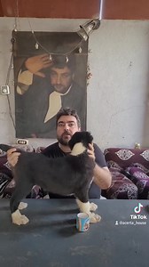 الألباي الابيض في اسود حاجه ولما يكون ابن ألدر بطل مصر حاجه تانيه خالص | Acerta House Kennel