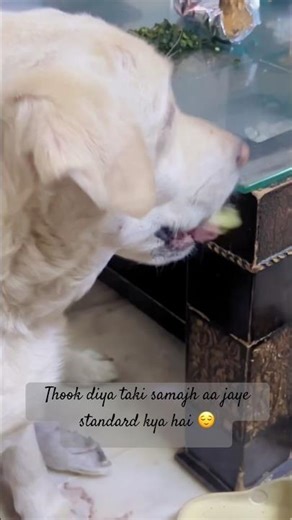 Funny Dog Refuses Fallen Cucumber 😂🥒 | Cute Dog Shorts #prettylittlebaby #dog #pets