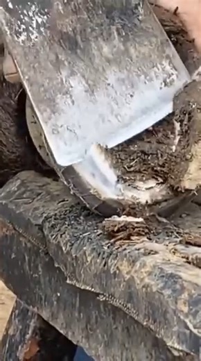 The donkey has deformed hooves and walks on its toes, like dancing ballet! 25M RV #animal #horse #cow #donkey #hoofcare #satisfying #hoof #care #helping | Hoof Care