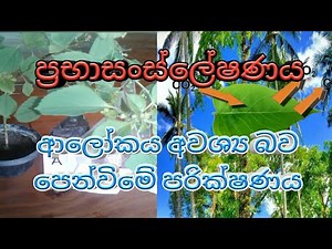 how to test light energy need photosynthesis with in plant simple experiment | ආලෝක ශක්තිය