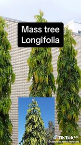 27K views · 118 reactions | Benefits of mass tree longifolia. | Open Diaries | Facebook