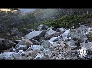 41K views · 1.5K reactions | Possibly the cutest video ever made! Following the Prime Minister's recent announcement, to gift $10,000 to Zoos Victoria’s Mountain Pygmy-possum conservation program in honour of the birth of Princess Charlotte of Cambridge, we intend to name a future baby Mountain Pygmy-possum after the new royal arrival. | Zoos Victoria | Facebook
