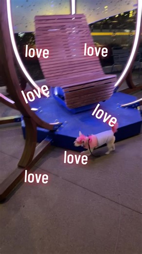 MetPark is life 💕 #dogsoftiktok #dog #puppy #fyp #puppiesoftiktok | dog