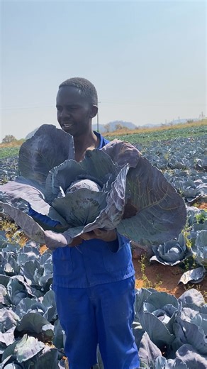 6.6K views · 115 reactions | What are the advantages of red cabbages,have you ever tested one ?Varungu tavhura Munda in Shamva at Mr Musamhi farm .For more information feel free to get in touch with Archy on 0773944210 #Rima Something #Chengetedza hutano | Murimisi wevanhu CommanderZim | Facebook