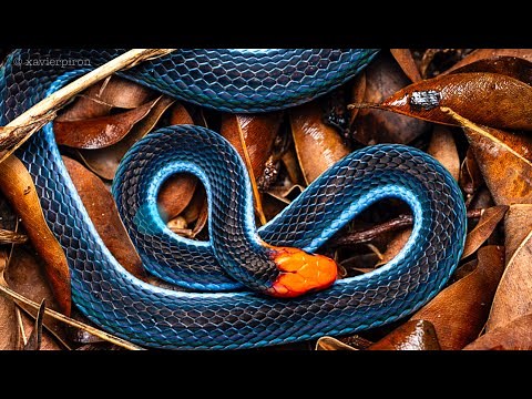 Interesting Facts About the Blue Malaysian Coralsnake
