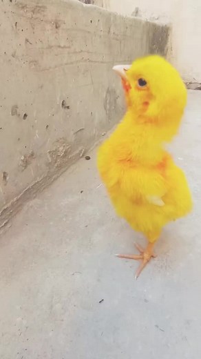Colorful Chicks and Cute Baby Animals Compilation