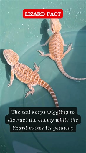 Did You Know? Why Lizards Drop Their Tails for Survival 🦎 #LizardFact #shortsfeed #facts #didyouknow
