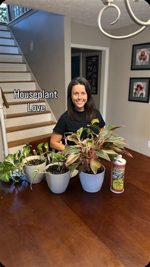 Sara Chodl on Instagram: "Finally time to show my houseplants some love! I started consistently watering (on Sundays) and fertilizing (first Sunday of the month) this year and the houseplants loved it! Turns out they do like some attention every now and again. Now that there isn’t as much to do outside, I’m also giving some of the houseplants new soil. I love that I can use my same favorite soil, @foxfarmsoilandfertilizer Happy Frog potting soil, for my houseplants and garden plants! Save this r