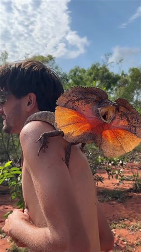 🌲 The Nature Wolf 🌲 on Instagram: "When drama is your first line of defense. 🎥 from @semaskovish Meet the frilled-neck lizard (Chlamydosaurus kingii), a reptile that looks like it ran straight out of a Jurassic Park movie. Native to northern Australia and parts of Papua New Guinea, this tree-dwelling lizard can grow up to 3 feet long (about 90 cm), with most of that being tail. Its claim to fame? That dramatic frill of skin around its neck. When threatened, it fans it out, opens its jaws wide