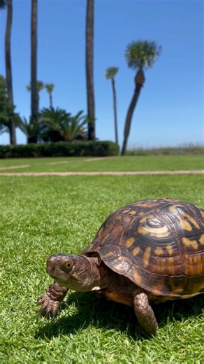 6.4K views · 96 reactions | The turtles nesting on our beach are not the only ones on Sea Island! Our Nature Center houses five native species of turtle, including these two Eastern Box Turtles. Come meet our animal ambassadors during Coastal Encounters, offered Monday to Friday at 3 p.m. Reservations required. #turtletuesday | Sea Island | Facebook
