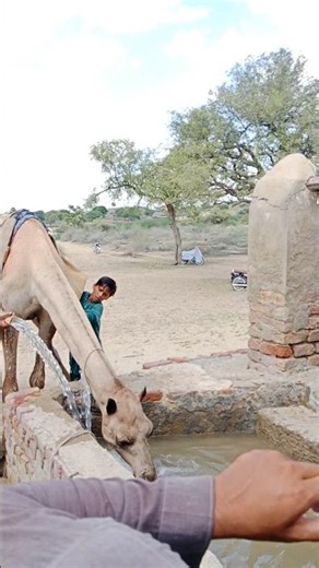 Beautiful Scene of a Camel Drinking Water in the Desert #animals #camellife #youtubeshorts