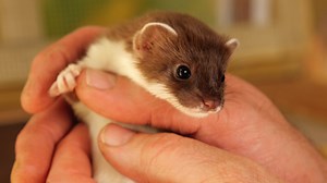 1M views · 51K reactions | Meet Rocket, a rescued baby stoat and follow her journey from tiny kit to a new life in the wild  | Robert E Fuller | Facebook