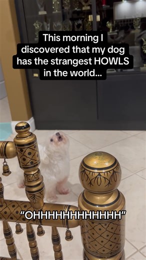 Why He Calls It That: A Funny Dog Moment