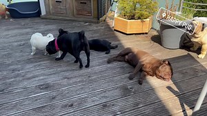 Trainings und Spielstunde bei den "Happy-Pug“s 😉. Da könnte ich stundenlang bei zuschauen 😇. #happypug #crazypug #pugfamily #playtime | Happy Pug - Happy Life