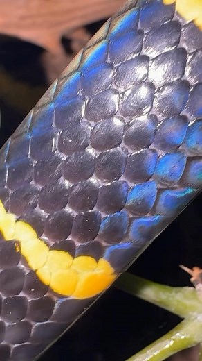 There’s something hypnotic about the pattern and iridescence of a...