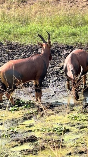 wild Man Fiston (@wild.man.fiston)’s videos with original sound - songlyrics