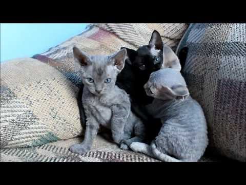 5 week old Devon rex kittens being adorable