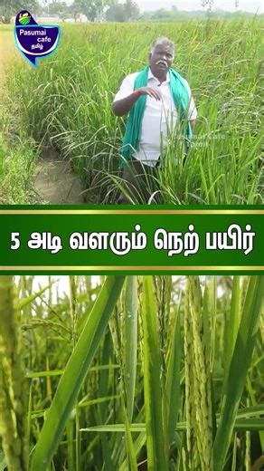 5 அடி வளரும் நெற் பயிர் #rice #paddy