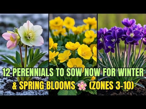 12 Perennials You Can Still Sow in Late September, Early October (Zones 3–10) for Blooms All Winter
