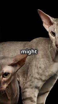 Discover the World's Rarest Cat Breeds!