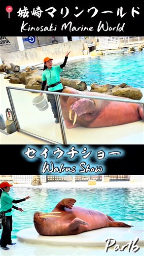 📍城崎マリンワールド 🐬Part6🐬 #城崎マリンワールド#城崎#兵庫#水族館#aquarium#kinosaki#hyogo#marine#sea#セイウチ#walrus#walrusshow