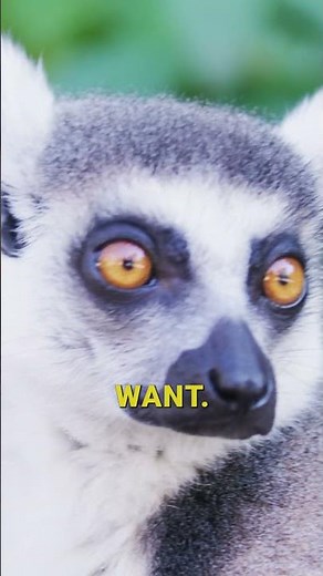 Lemurs Have A Bizarre Way Of Getting High Using Millipedes