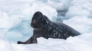 Frozen Planet II: a ‘spectacular’ return to the world’s cold places