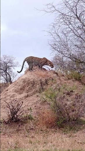 You Won't Believe How Powerful This Leopard Sounds! 🐆