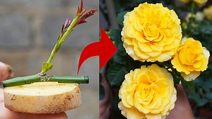 EASY! Grow Roses on Potatoes! Shocking Results! | Balcony & Garden