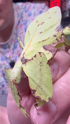 Camouflage of the world's largest leaf insect! Did you find them all ? #bugs #rock_n_insectes